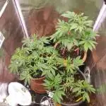 Purple Strains - FastBuds - PL/CM/TC