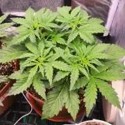 Second Drive - FastBuds