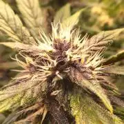 Purple Strains - FastBuds - PL/CM/TC