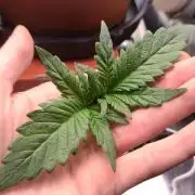 Second Drive - FastBuds