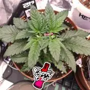 Second Drive - FastBuds