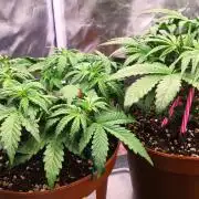 Second Drive - FastBuds