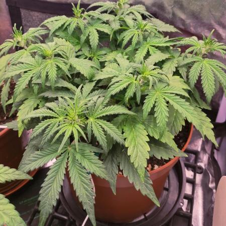 Second Drive - FastBuds