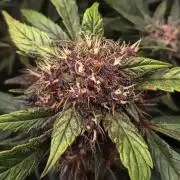 Purple Strains - FastBuds - PL/CM/TC