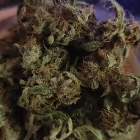 Purple Strains - FastBuds - PL/CM/TC