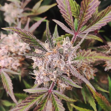 Purple Strains - FastBuds - PL/CM/TC