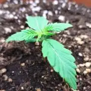 Second Drive - FastBuds