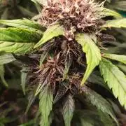 Purple Strains - FastBuds - PL/CM/TC