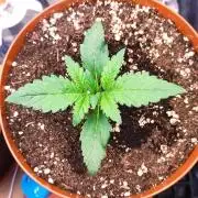 Second Drive - FastBuds