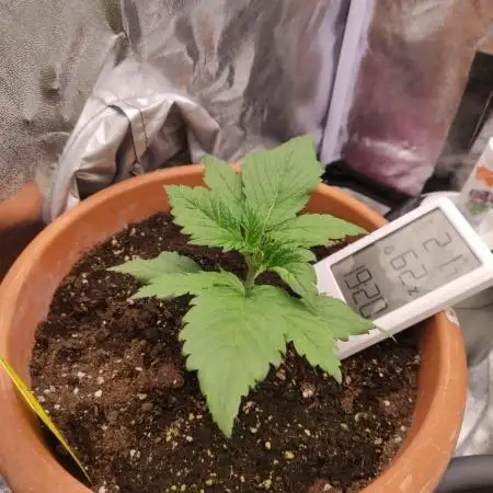 Purple Strains - FastBuds - PL/CM/TC