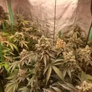 Fast Buds Photo Period Grow