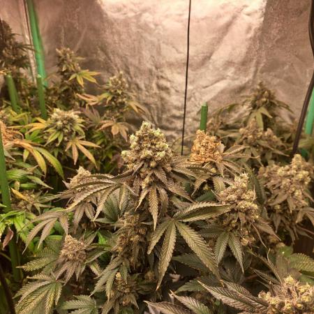 Fast Buds Photo Period Grow