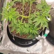 Fast Buds Photo Period Grow