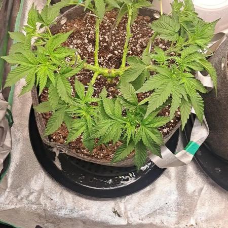 Fast Buds Photo Period Grow
