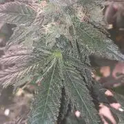 Fast Buds Photo Period Grow