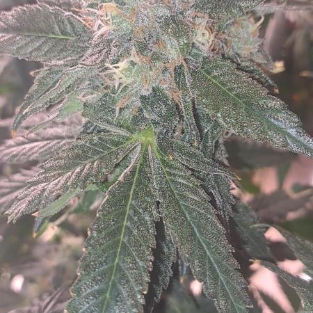 Fast Buds Photo Period Grow