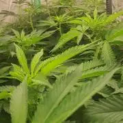 Fast Buds Photo Period Grow