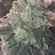 Fast Buds Photo Period Grow