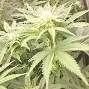 Fast Buds Photo Period Grow