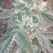 Fast Buds Photo Period Grow