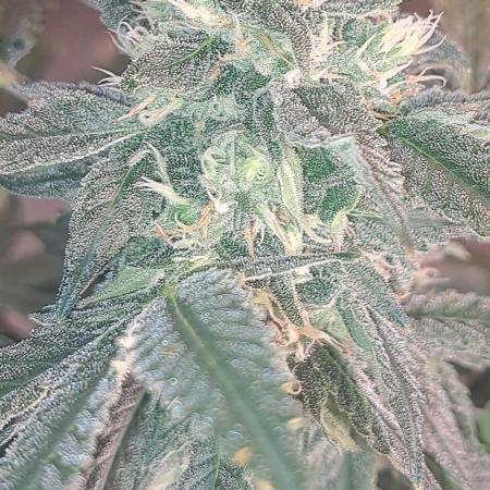 Fast Buds Photo Period Grow