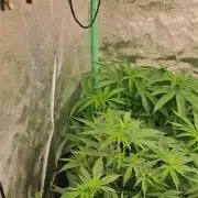 Fast Buds Photo Period Grow
