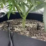 Blueberry muffin