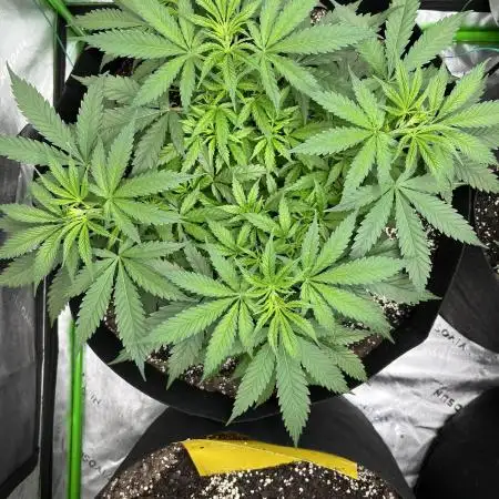 Blueberry muffin