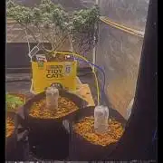 Sticky broccoli 2026 Eternity Grow Cup