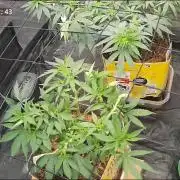 Fast Flower Photoperiods