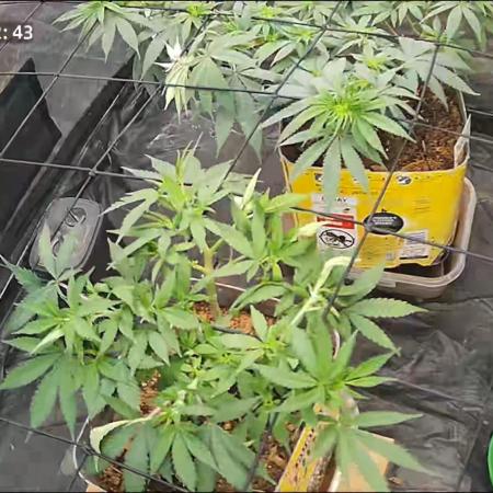 Fast Flower Photoperiods