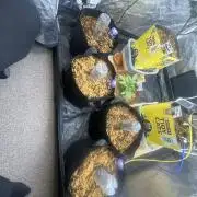 Sticky broccoli 2026 Eternity Grow Cup