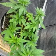 Fast Flower Photoperiods