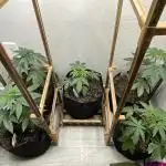 5 (GG4 X SOUR DIESEL) x Frozen Grapes