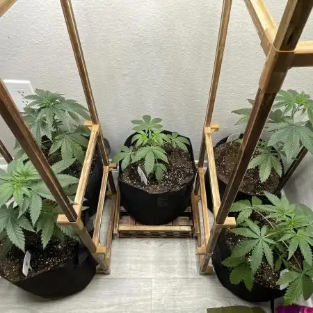 5 CSGx (GG4X SOUR DIESEL)x Frozen Grapes