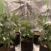 5 (GG4 X SOUR DIESEL) x Frozen Grapes