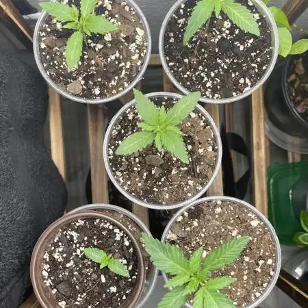 5 (GG4 X SOUR DIESEL) x Frozen Grapes