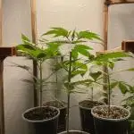 5 (GG4 X SOUR DIESEL) x Frozen Grapes