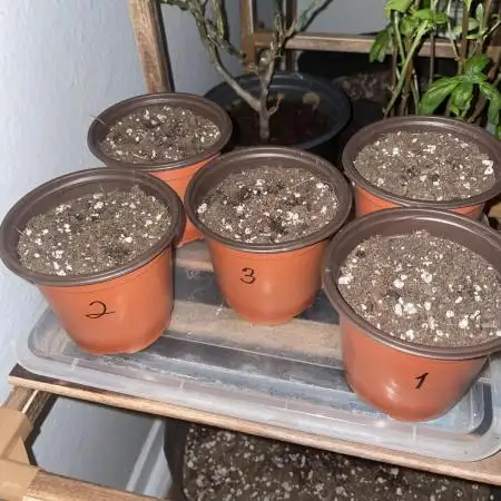 5 (GG4 X SOUR DIESEL) x Frozen Grapes