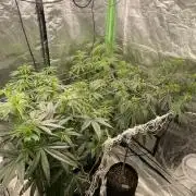 5 (GG4 X SOUR DIESEL) x Frozen Grapes