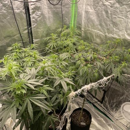 5 (GG4 X SOUR DIESEL) x Frozen Grapes