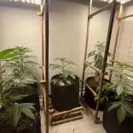 5 (GG4 X SOUR DIESEL) x Frozen Grapes