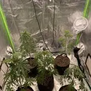 5 (GG4 X SOUR DIESEL) x Frozen Grapes