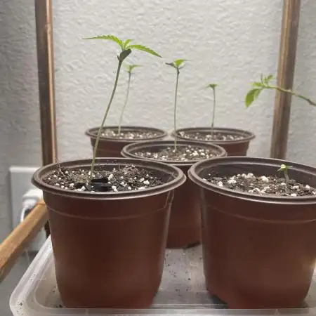 5 (GG4 X SOUR DIESEL) x Frozen Grapes