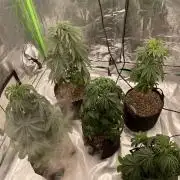 5 (GG4 X SOUR DIESEL) x Frozen Grapes