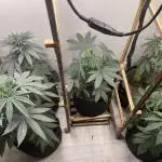 5 (GG4 X SOUR DIESEL) x Frozen Grapes