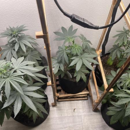 5 (GG4 X SOUR DIESEL) x Frozen Grapes