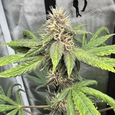 #2 Purple & Green