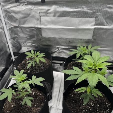 #2 Purple & Green