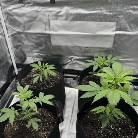 #2 Purple & Green